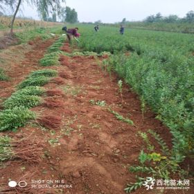 钙果苗基地 钙果苗多少钱一棵