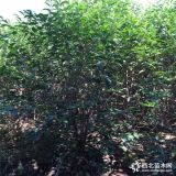 大葉女貞報價表 大葉女貞基地批發(fā)報價