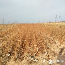 连翘苗 1年连翘苗批发 2年连翘苗基地