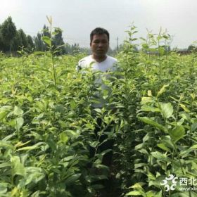 株高50cm恐龙蛋李子树苗栽植及后期管理