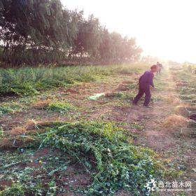 连翘苗哪里有，山西连翘苗批发基地