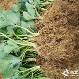 甜寶草莓苗基地 紅顏草莓苗批發(fā) 甜查理草莓苗價(jià)格