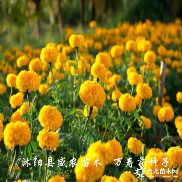 万寿菊花黄1