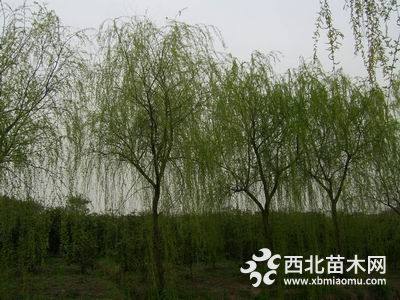 8公分垂柳樹(shù)