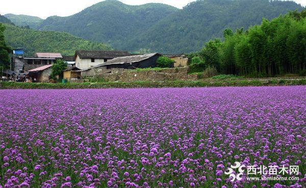 馬鞭草花海小苗