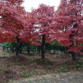 20公分红枫价格30公分红枫基地