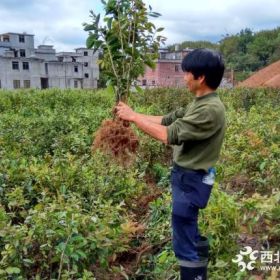 大果红花油茶嫁接苗，四川大果红花油茶树苗嫁接苗