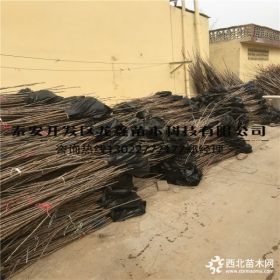 矮化櫻桃苗出售矮化櫻桃苗新品種櫻桃樹(shù)