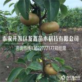 中梨5號(hào)梨樹苗哪里有中梨5號(hào)4號(hào)梨樹苗