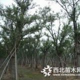 精品20公分朴树苗圃价格介绍