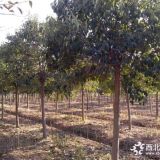 13公分定植苗大葉女貞價(jià)格公布