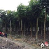 重慶15公分欒樹種植基地 欒樹供應(yīng)基地