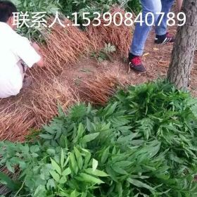 无患子小苗基地/菩提子小苗价格/木患子小苗报价