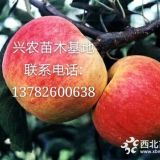 供應(yīng)2年生蘋(píng)果苗/蘋(píng)果苗哪里價(jià)格便宜