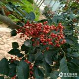 大紅袍花椒苗多少錢(qián)一棵 大紅袍花椒苗批發(fā)價(jià)格