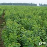 烏桕小苗種植基地·烏桕小苗技術(shù)用途·當(dāng)年1-3公分烏桕