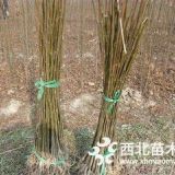 栾树小苗种植基地·栾树小苗技术用途·2-4公分栾树