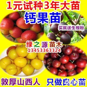 5号钙果苗?7号钙果苗+6号钙果苗+7号钙果苗