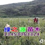 鈣果苗品種 中華鈣果苗7號 鈣果樹苗