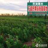 钙果苗价格 1年钙果苗种植基地！！