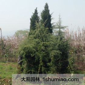 陜西雪松_就找大易園林雪松基地_量大優(yōu)惠