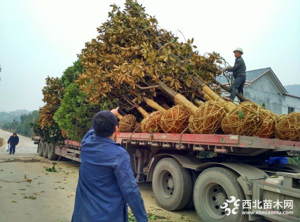 廣玉蘭12公分裝車 (7)