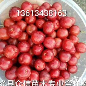 钙果苗什么品种好==钙果苗什么品种好