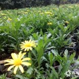 木春菊批發(fā)基地 成都木春菊出售 木春菊杯苗價(jià)格