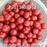 今年鈣果苗的價(jià)格，鈣果苗價(jià)格