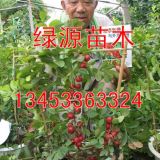 5號(hào)鈣果苗?7號(hào)鈣果苗+6號(hào)鈣果苗+7號(hào)鈣果苗