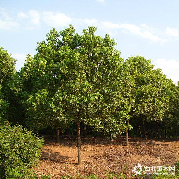 香樟定植苗价格