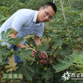 四川宗富苗圃供應(yīng)波姬紅無花果苗一年生果樹苗批發(fā)