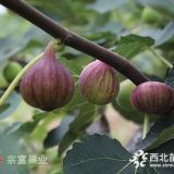 成都優(yōu)質(zhì)無花果苗批發(fā)一年生大無花果樹苗大量供應(yīng)