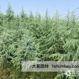 广东雪松_不适宜北方种植