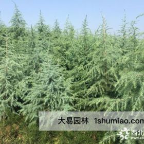 广东雪松_不适宜北方种植