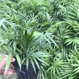 真植物墻體植物 定制植物墻 成都綠化墻面