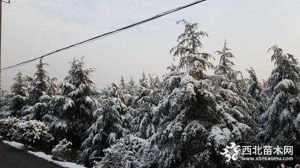 雪松樹苗