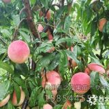 山東金秋紅蜜桃苗批發(fā)價(jià)格