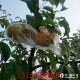 香水梨苗发展前景如何？梨苗