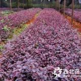 一年生紅花繼木小苗小苗批發(fā)紅花繼木小苗小苗價格