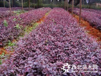 紅花繼木小苗