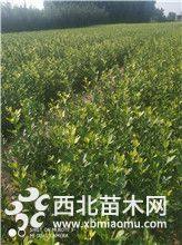 質(zhì)量好的茍桔苗