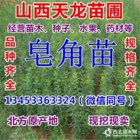 山西皂角苗哪里多 0.8公分皂角苗批发 1公分皂角