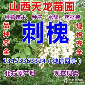 供应山西占地山桃苗山杏苗刺槐苗