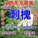 出售刺槐苗 山西刺槐苗種植基地