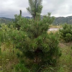 农户自销黑松苗，2米高黑松基地，3米高黑松价格