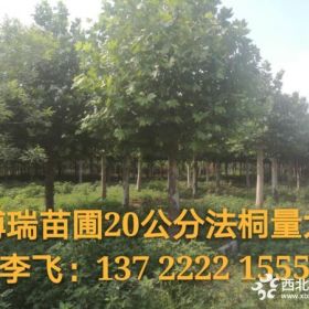 河北法桐基地 20公分法桐 10公分金叶白蜡