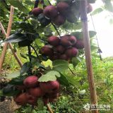 红梨树苗 红梨树苗价格 红梨树苗基地