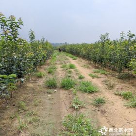 红香酥梨苗种植技术  红香酥梨树苗图片