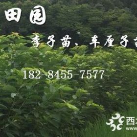 晚熟车厘子苗批发价格，车厘子树苗出售价格